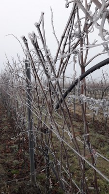 Weinrebe am Weingut Michael Bauer