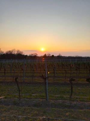 Weinreben am Weingut Michael Bauer